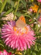 Rose strobloem, Ophalen of Verzenden, Volle zon
