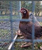 2 fantastische Welsumer kriel hennen Welsumers krielen eitje, Dieren en Toebehoren, Pluimvee, Vrouwelijk, Kip
