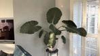 Grote Olifantsoor plant, Huis en Inrichting, Kamerplanten, Ophalen, Halfschaduw, 100 tot 150 cm