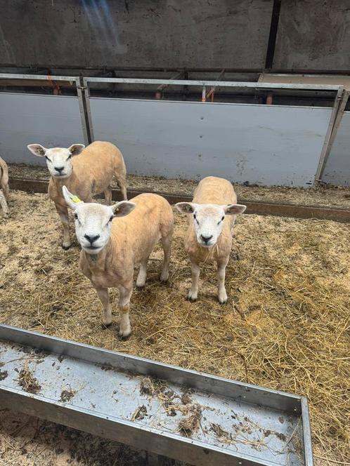 3 tal engelse texelaar jaarlingen, Dieren en Toebehoren, Schapen, Geiten en Varkens, Schaap, Vrouwelijk