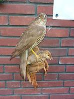 Opgezette vogel, Verzamelen, Dierenverzamelingen, Ophalen of Verzenden, Vogel, Opgezet dier