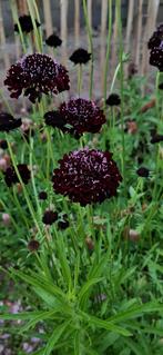 Scabiosa black knight, Tuin en Terras, Ophalen of Verzenden, Volle zon