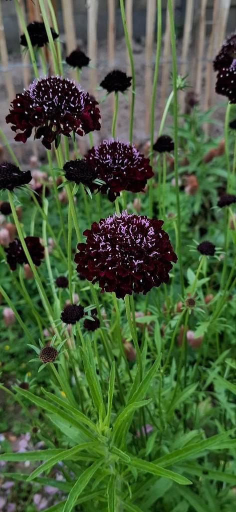 Scabiosa black knight, Tuin en Terras, Bloembollen en Zaden, Volle zon, Ophalen of Verzenden