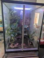 Compleet paludarium met vampierkrabben en meer, Dieren en Toebehoren, Reptielen en Amfibieën | Toebehoren, Ophalen, Gebruikt, Terrarium of Paludarium