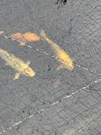 Complete vijver, Ophalen, Gebruikt