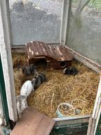 5x Baby konijntjes te koop, Meerdere dieren, Dwerg