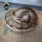 0.1 Fire Granit HGW (Lavaflow) bewezen kweekvrouw, Dieren en Toebehoren, Reptielen en Amfibieën, Slang, Tam, 3 tot 6 jaar