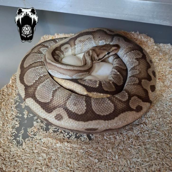 0.1 Fire Granit HGW (Lavaflow) bewezen kweekvrouw, Dieren en Toebehoren, Reptielen en Amfibieën, Slang, 3 tot 6 jaar, Tam