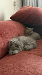 Britse lang- en korthaar kater kittens met stamboom, Dieren en Toebehoren, Katten en Kittens | Raskatten | Korthaar, Kater, Met stamboom
