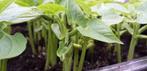 Stamslabonen plantjes te koop, Volle zon, Groenteplanten, Eenjarig, Ophalen of Verzenden