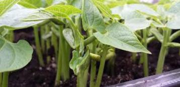 Stamslabonen plantjes te koop beschikbaar voor biedingen