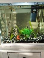 Guppies, guppy's te koop, Dieren en Toebehoren, Ophalen