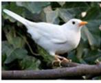 Witte merels, Dieren en Toebehoren, Vrouwelijk, Wildzangvogel, Geringd