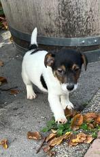 Jack Russel pups te koop, Dieren en Toebehoren, Jack Russell Terriër, CDV (hondenziekte), 8 tot 15 weken, Meerdere dieren