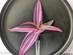 Tradescantia Pallida Pink Stripe, Huis en Inrichting, Kamerplanten, Overige soorten, Minder dan 100 cm, Bloeiende kamerplant, Volle zon
