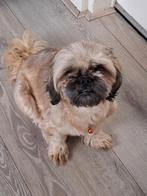 Boomer pups, Overige rassen, 8 tot 15 weken, Meerdere, Meerdere dieren