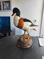 Mooie opgezette Bergeend eend vogel taxidermie, Verzamelen, Dierenverzamelingen, Ophalen of Verzenden, Gebruikt, Vogel, Opgezet dier