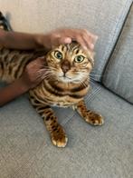 Bengaalse kat Cheetoh 2,5 jaar – gecastreerd & gechipt, Dieren en Toebehoren, Katten en Kittens | Overige Katten, Kater