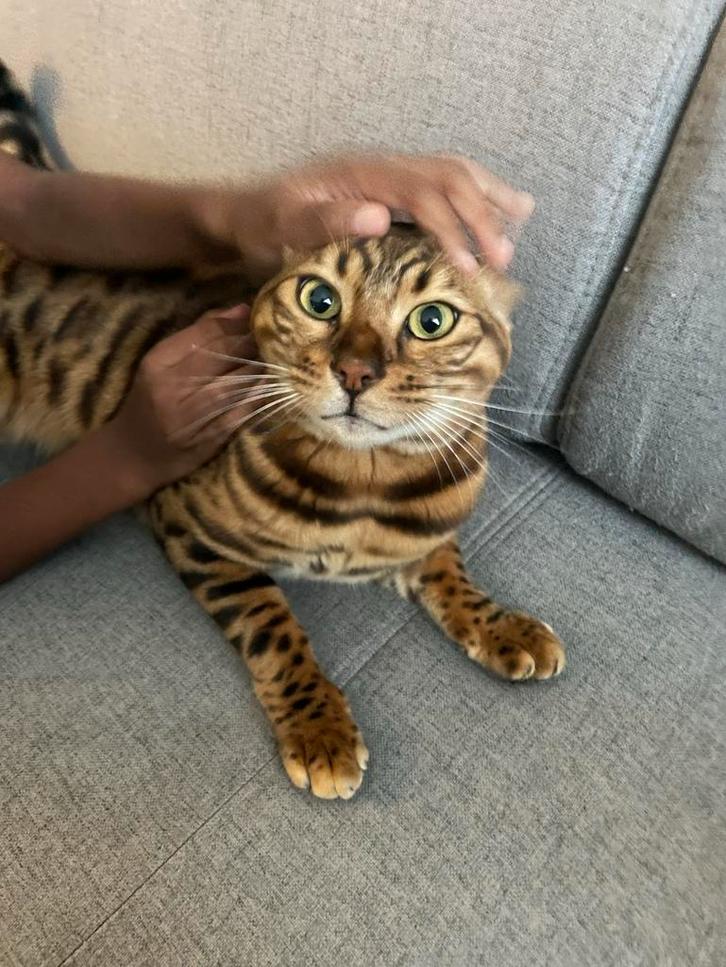 Bengaalse kat Cheetoh 2,5 jaar – gecastreerd & gechipt, Dieren en Toebehoren, Katten en Kittens | Overige Katten, Kater