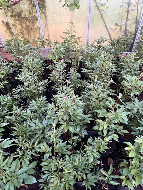 Prachtige pioenrozen in pot - Roze/Wit & rood!, Tuin en Terras, Planten | Struiken en Hagen, Overige soorten, Minder dan 100 cm