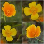 Zaden slaapmutsje oranjegeel (Eschscholzia californica), Ophalen of Verzenden, Voorjaar, Volle zon, Zaad