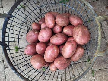 Heerlijke grote Mozart aardappels beschikbaar voor biedingen