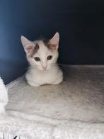 Kittens opzoek nieuwe huisje, Dieren en Toebehoren, Katten en Kittens | Raskatten | Korthaar, Meerdere dieren, Ontwormd, 0 tot 2 jaar