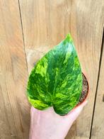 Monstera deliciosa variegata plant aurea yellow lemon lime, Ophalen of Verzenden, Halfschaduw, Minder dan 100 cm