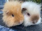 Koppel cavia’s superlief en aaibaar (beertjes), Cavia, Februari, Mannelijk, Tam