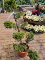 Bonsai conifeer, Tuin en Terras, Ophalen of Verzenden