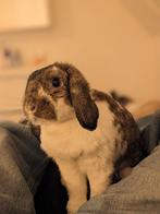 Lief en zindelijk konijn Snuffie, Mannelijk, Middelgroot, Hangoor, 3 tot 5 jaar