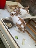 2 Konijnen, Dieren en Toebehoren, Konijnen, Meerdere dieren, Middelgroot