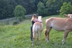 Fijne plek gezocht, Dieren en Toebehoren, Stalling en Weidegang, Weidegang, 1 paard of pony