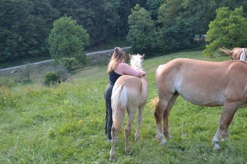 Fijne plek gezocht, Dieren en Toebehoren, Stalling en Weidegang, Stalling, Weidegang, 1 paard of pony