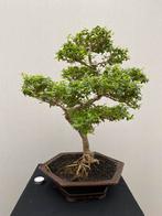 Bonsai Liguster mooi gevormde boom Nr 152, Tuin en Terras, Planten | Bomen, Ophalen of Verzenden