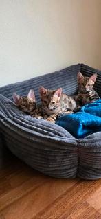 Bengaal Kittens – Jongens
