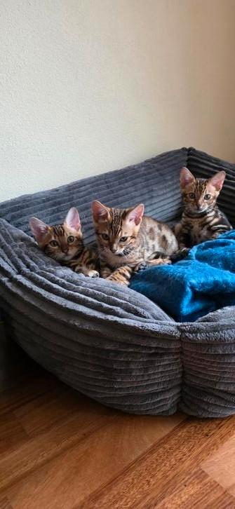 Bengaal Kittens – Jongens, Dieren en Toebehoren, Katten en Kittens | Dekkaters