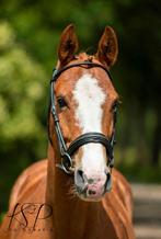 Knap weidemaatje, Dieren en Toebehoren, Paarden, Minder dan 160 cm, Ruin, Niet van toepassing, Ontwormd