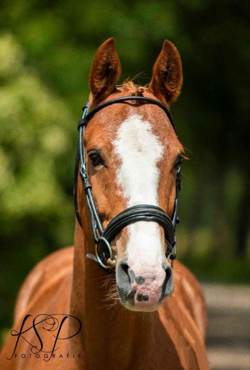 Knap weidemaatje, Dieren en Toebehoren, Paarden, Ruin, Niet van toepassing, Minder dan 160 cm, 11 jaar of ouder, Recreatiepaard