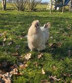 Mooie en Lieve Amerikaanse Zijdehoender USA Zijdehoen Haan., Mannelijk, Kip