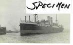 de Schelde 1921 bouwnr 175 ss Edam Holland Amerika Lijn, Verzamelen, Scheepvaart, Gebruikt, Motorboot, Kaart, Foto of Prent, Verzenden