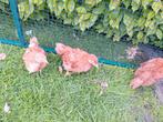 New hampshire  kippen, Kip, Meerdere dieren