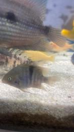 Hele mooie cichlide, Vis, Zoetwatervis