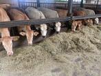 12 blonde - pimontese vaarzen, Dieren en Toebehoren, Runderen, Vrouwelijk, 0 tot 2 jaar