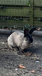 Vlaamse reus Siamees Sable ram, Dieren en Toebehoren, Mannelijk, Groot