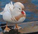 Eenden, siereenden witte mandarijn mannen, Dieren en Toebehoren, Mannelijk, Eend