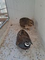 Koppel Chinese dwergkwartels., Meerdere dieren, Tropenvogel
