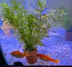 Goudvissen zoeken fijn huis, Dieren en Toebehoren, Vissen | Aquariumvissen, Vis