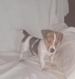 Jack russel pup reutje, Dieren en Toebehoren, Jack Russell Terriër, CDV (hondenziekte), 8 tot 15 weken, Meerdere