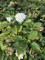 hortensia, witte hortensia, tuinplant, struik, Tuin en Terras, Planten | Tuinplanten, Overige soorten, Volle zon, Vaste plant